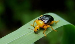 昆虫视频,微观视角下的奇妙生命之旅